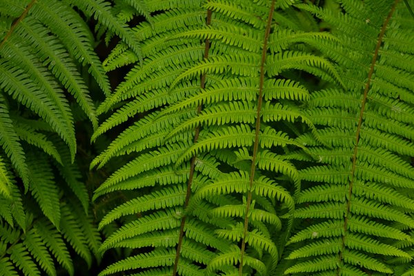 Maîtriser l'Art de Détecter les Faux Billets : Votre Guide Ultime pour Identifier les Contrefaçons Monétaires